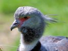 Crested Screamer (WWT Slimbridge July 2013) - pic by Nigel Key